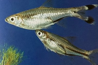 Rasbora ciseaux (rasbora trilineata)